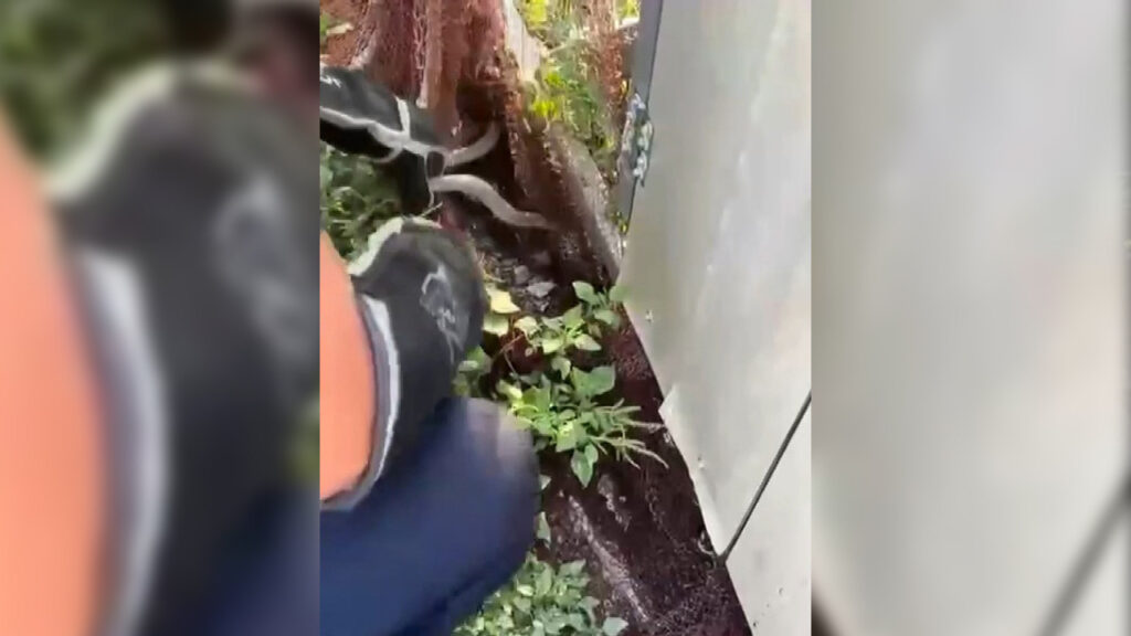 Hatay’da yerleşim alanına giren yılanlar itfaiye ekiplerince yakalandı